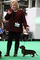 Crufts2011_2 923